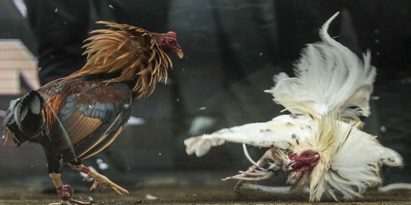 Chiến thuật chơi khi chơi đá gà cựa tròn nắm chắc phần thắng 